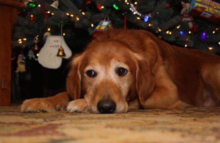 Peggy's dog Ike respects the Christmas tree.