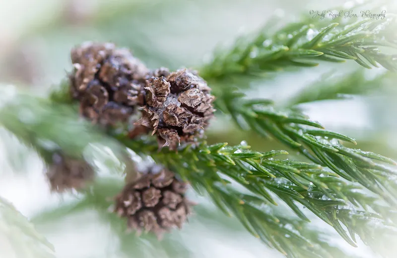 Pine cones in the snow. Photo by Judy Royal Glenn.