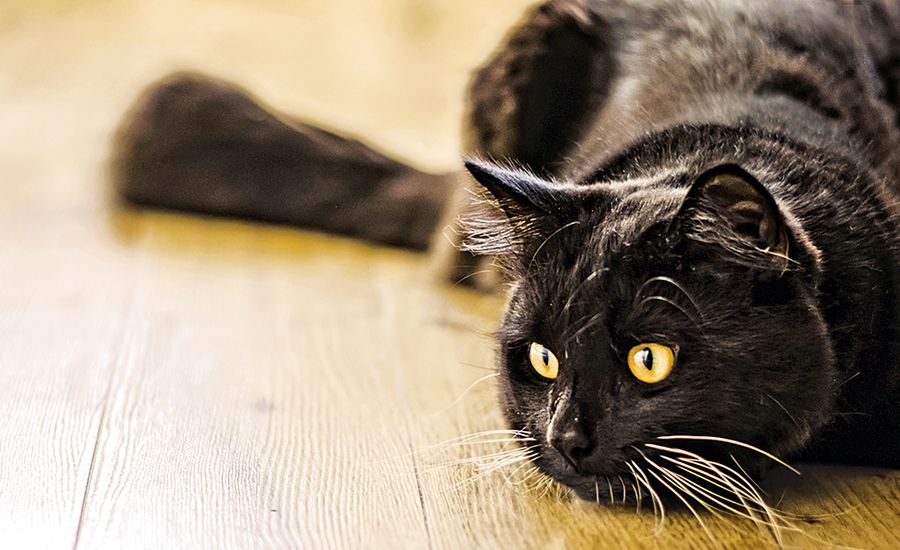 A black cat curls up on a wooden table.