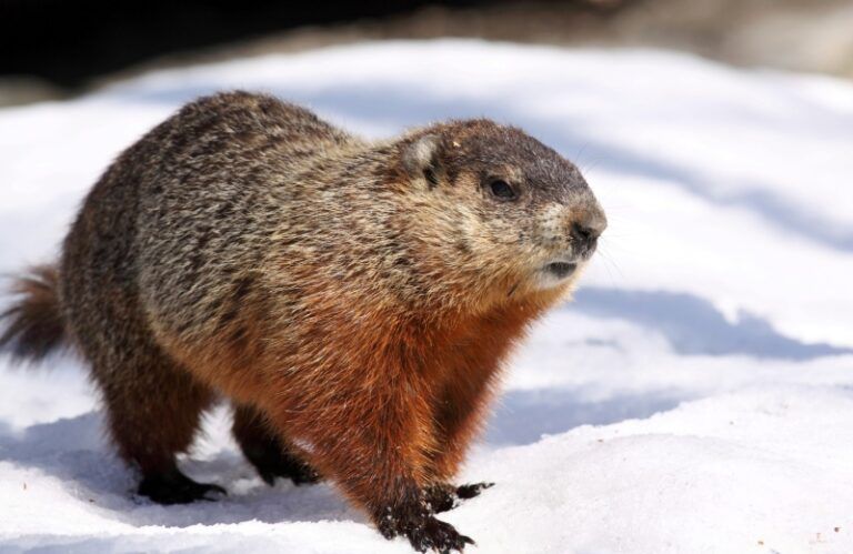 Confront Your Shadow on Groundhog's Day