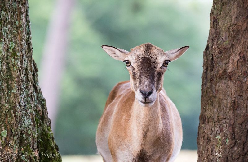 A mouflon sheep at Wild Animal Safari in Georgia. Photo by Judy Royal Glenn.