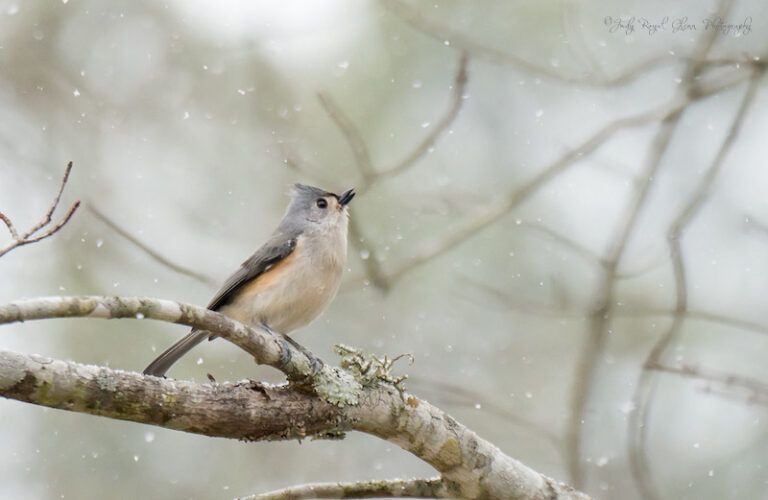 A tufted titmouse looks up. Photo by Judy Royal Glenn.