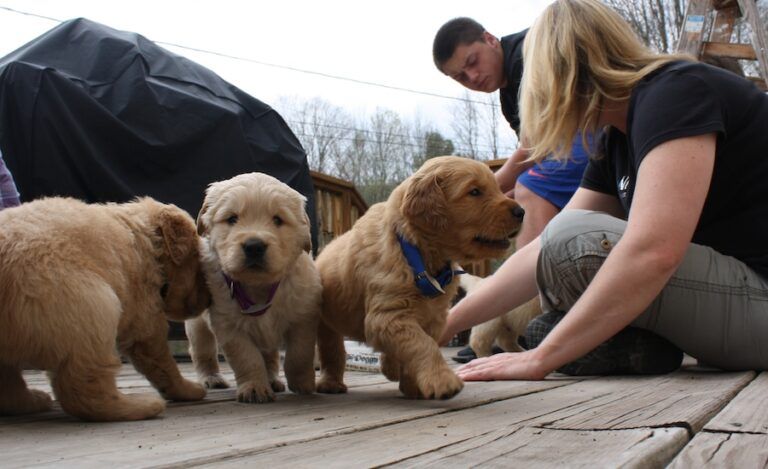 Positive puppies.