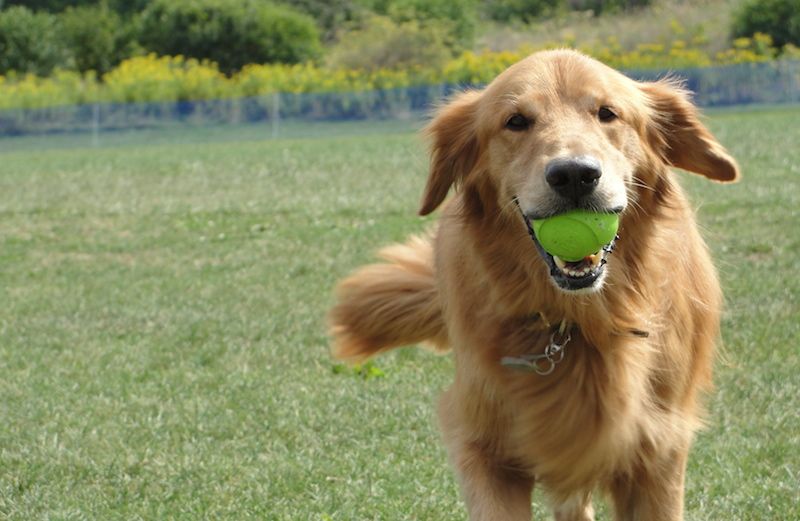 A happy dog! Photo courtesy Peggy Frezon.