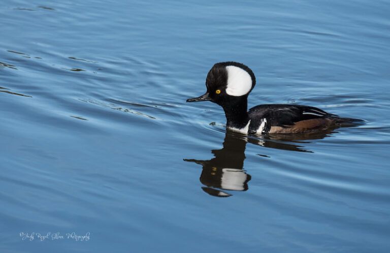 A hooded merganser duck. Photo by Judy Royal Glenn.