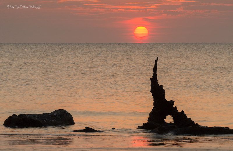 Sunrise on Driftwood Beach at Jekyll Island, Georgia. Photo by Judy Royal Glenn.