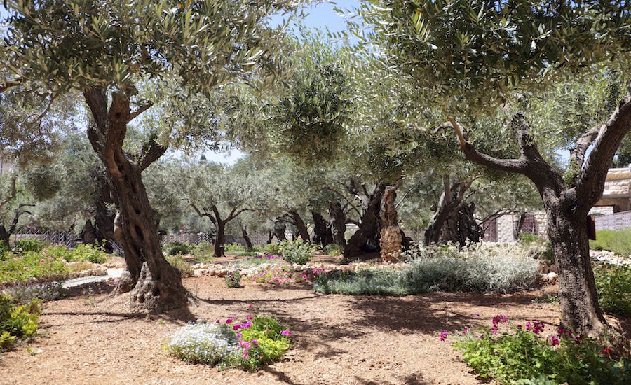 blog_gethsemane_900