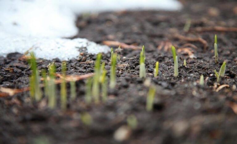 Tender shoots of spring. Shutterstock.