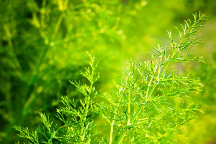 Anise (Pimpinella anisum)