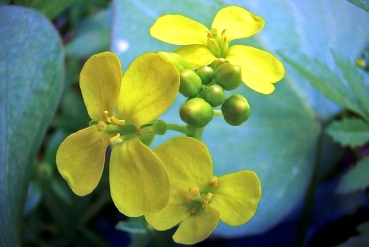 Black Mustard (Brassica nigra)