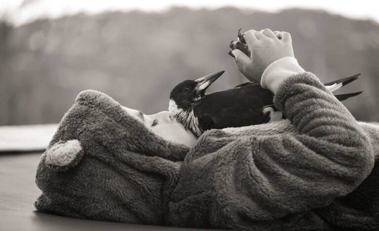 Penguin the magpie with the photographer's son. Photo by Cameron Bloom.