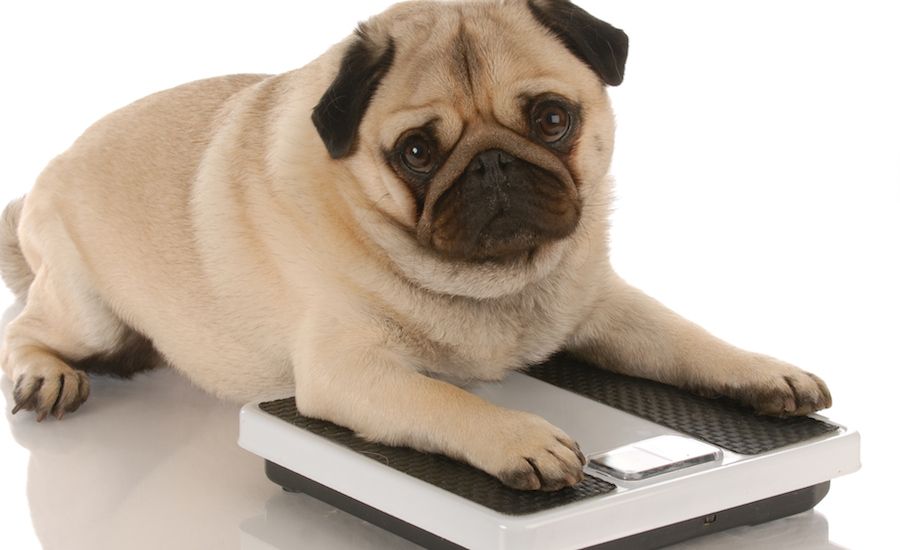 Pudgy pug. Photo: Thinkstock.