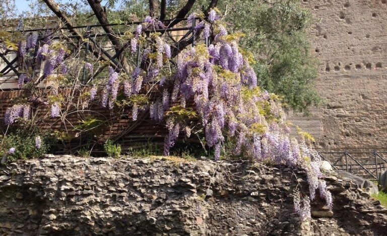 Wisteria blooming among Rome's ruins. Photo courtesy Rick Hamlin.