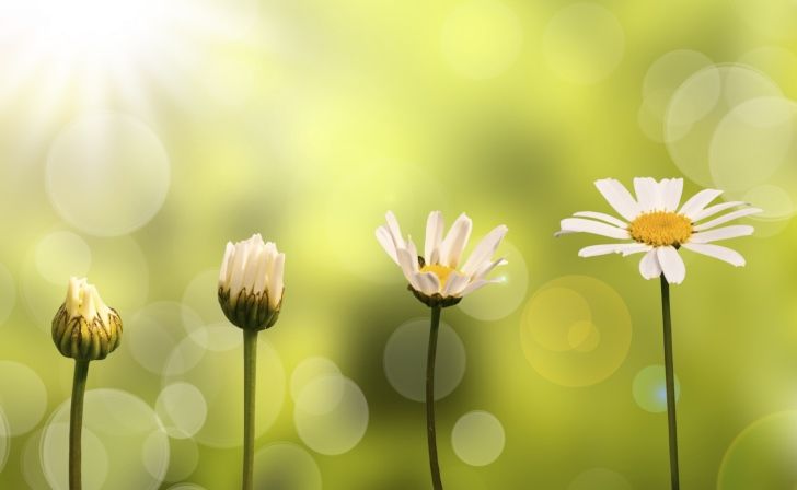 Daisies blooming. Thinkstock