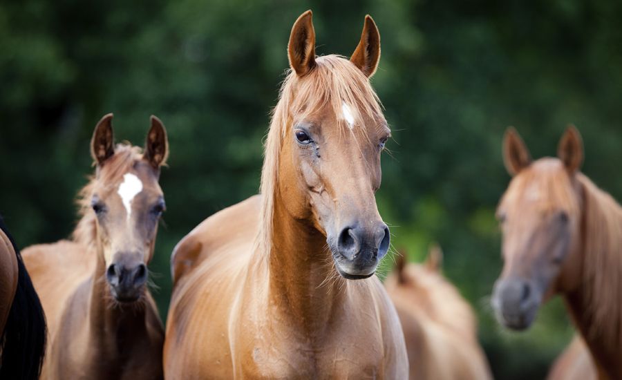 A group of guardian horses