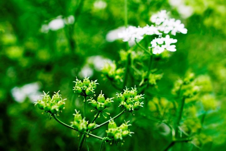 Coriander/Cilantro (Coriandrum sativu)