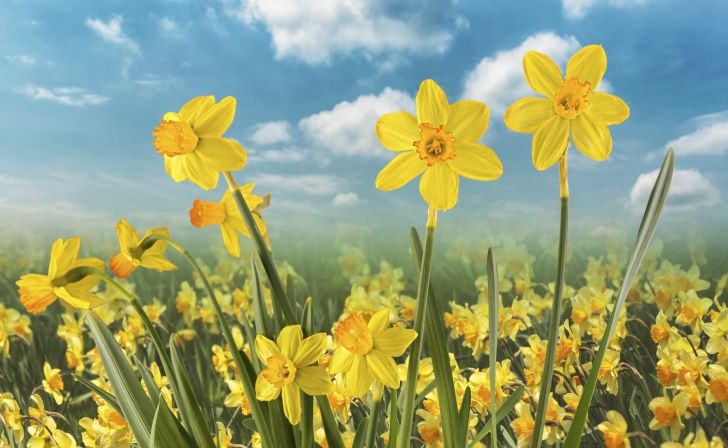 daffodils blooming in the spring