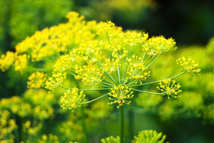 Dill (Anethum graveolens)