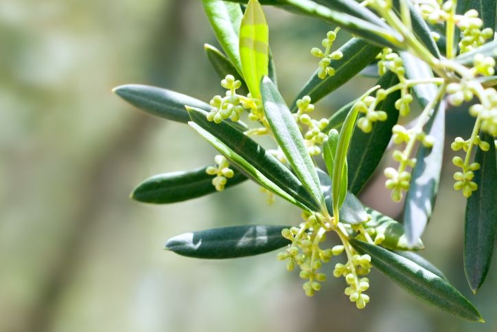 Common Olive (Olea europaea)