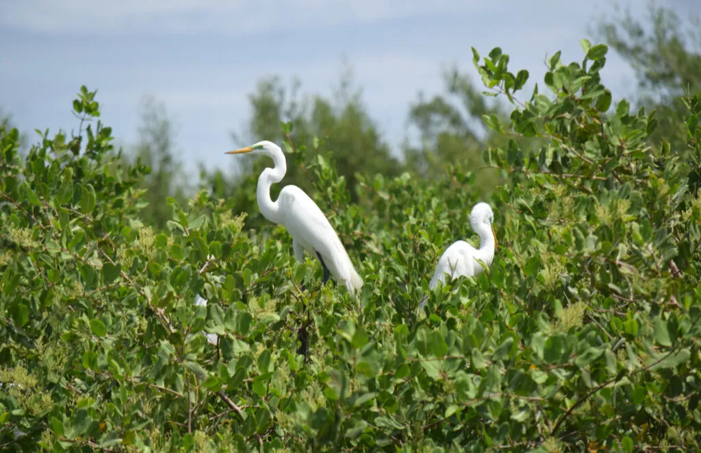 American Egret, Bird Island on El Rancho Humo in Nicoya, Guanacaste, Costa Rica, photo by Brooke Obie