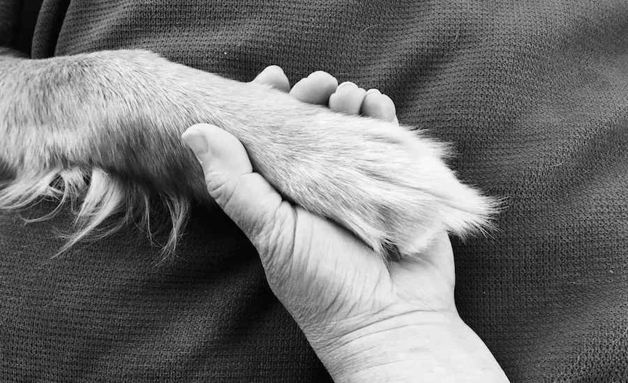 Paw and hand in prayer.