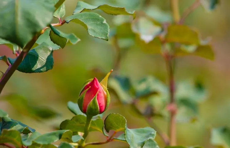 A budding rose is a symbol to let go and let God.