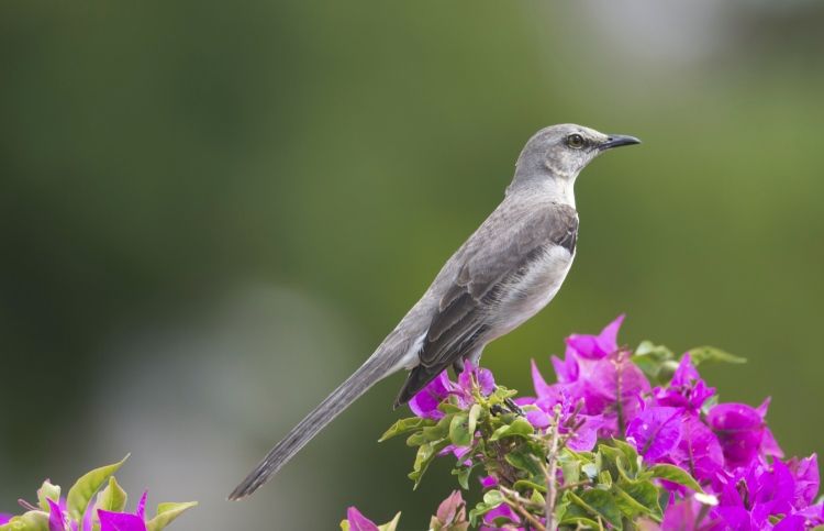 A mockingbird from heaven