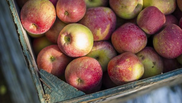 A day of apple picking with Grandmother Michelle Cox and her grandkids.