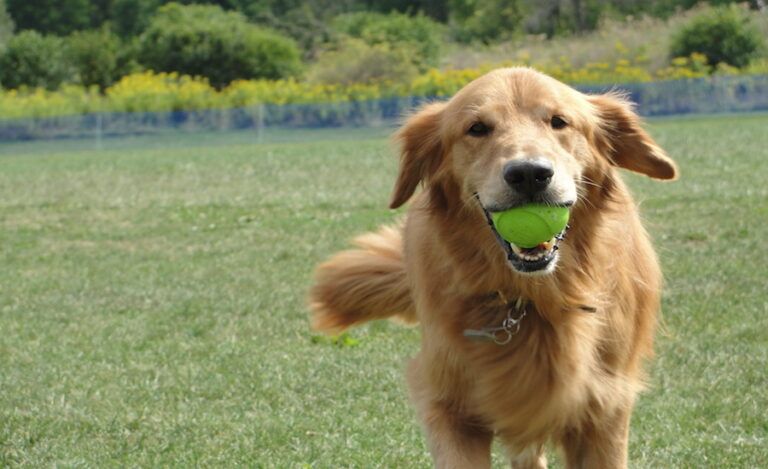 Why We Love Dogs: How one dog became a woman's best friend