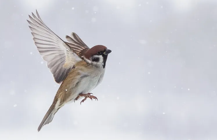 Birds as signs from heaven