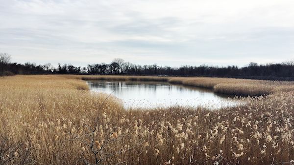 A meadow in the middle of New York City! Highland Park.