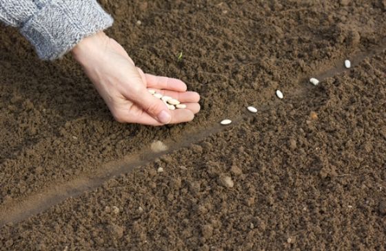 woman planting seeds in a garden