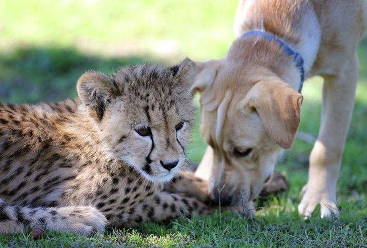 Kumbali the cheetah and Kago, the labrador mix