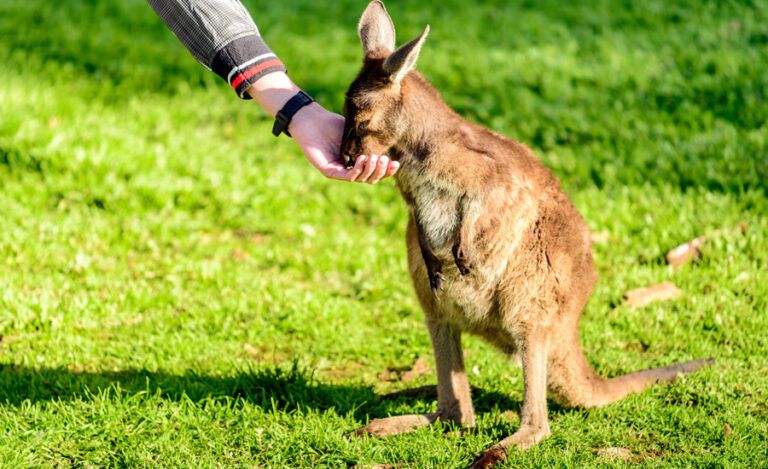 Baby kangaroo