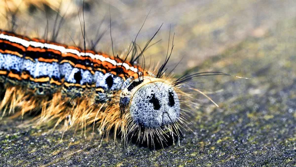 Hidden surprises in nature, a forest tent caterpillar.