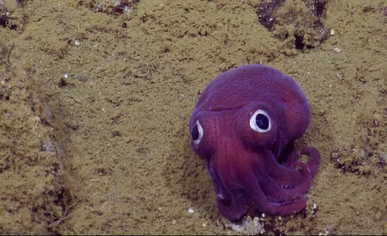 Stubby Squid