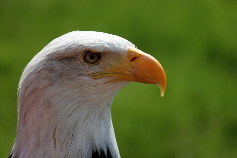 Bald eagle