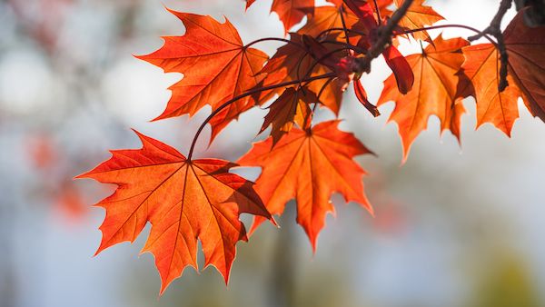 Appreciating the beauty of fall in your own backyard.