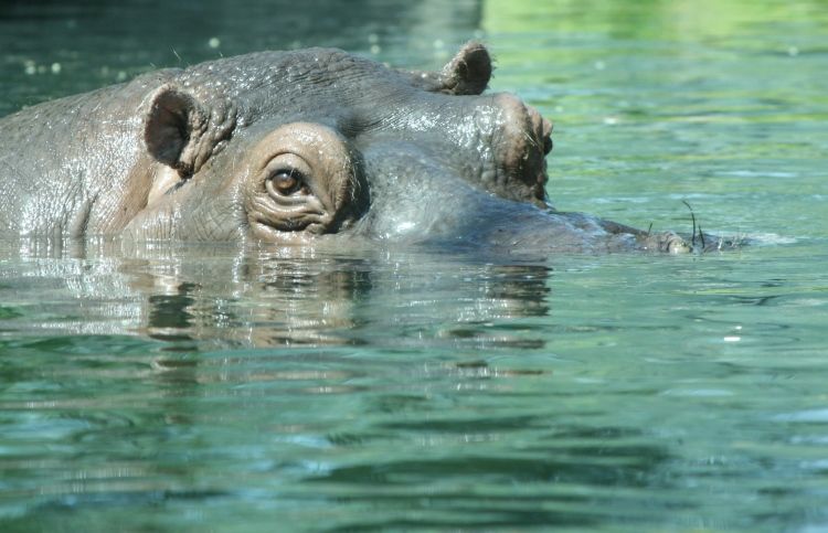 Angry Hippos: A Devotional for Kids