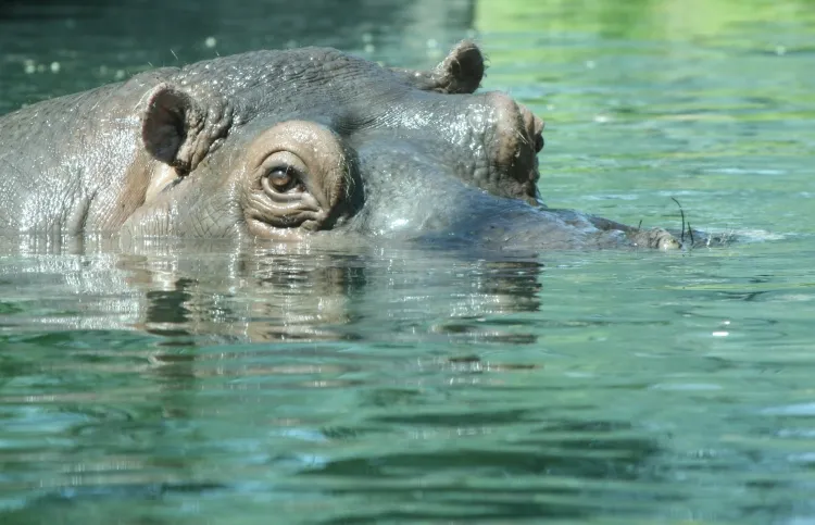 Angry Hippos: A Devotional for Kids