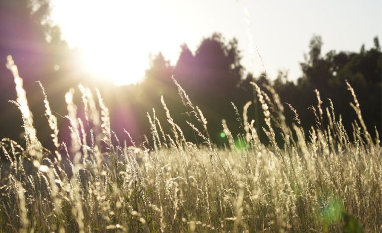 Grassy landscape with sunlight