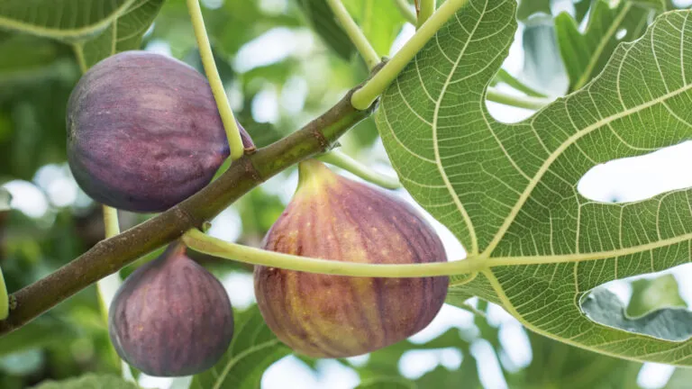 Fig Tree