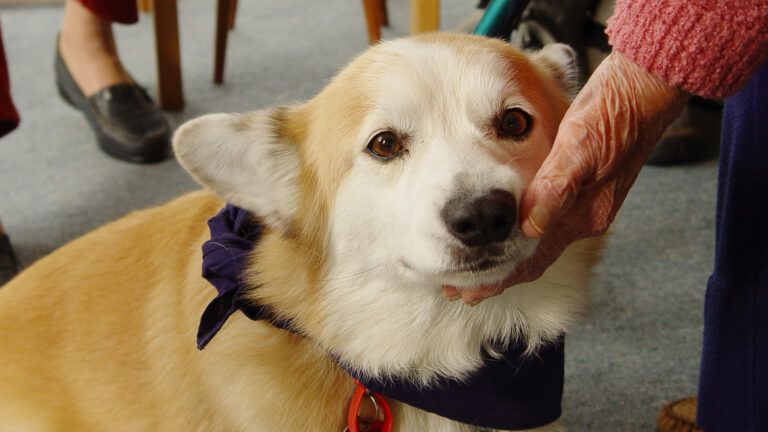 Therapy Dog