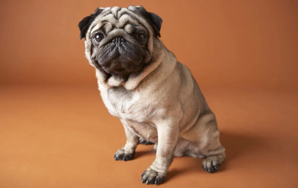 Pug