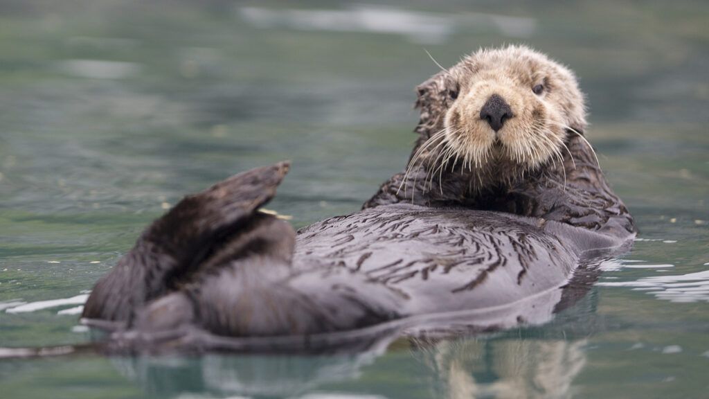 Sea Otter