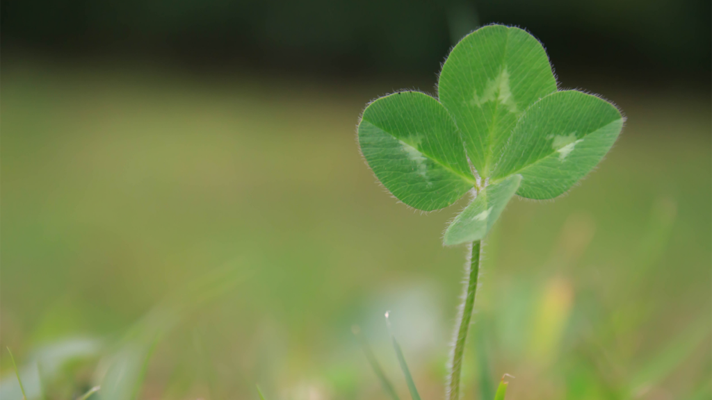 Four leaf clover