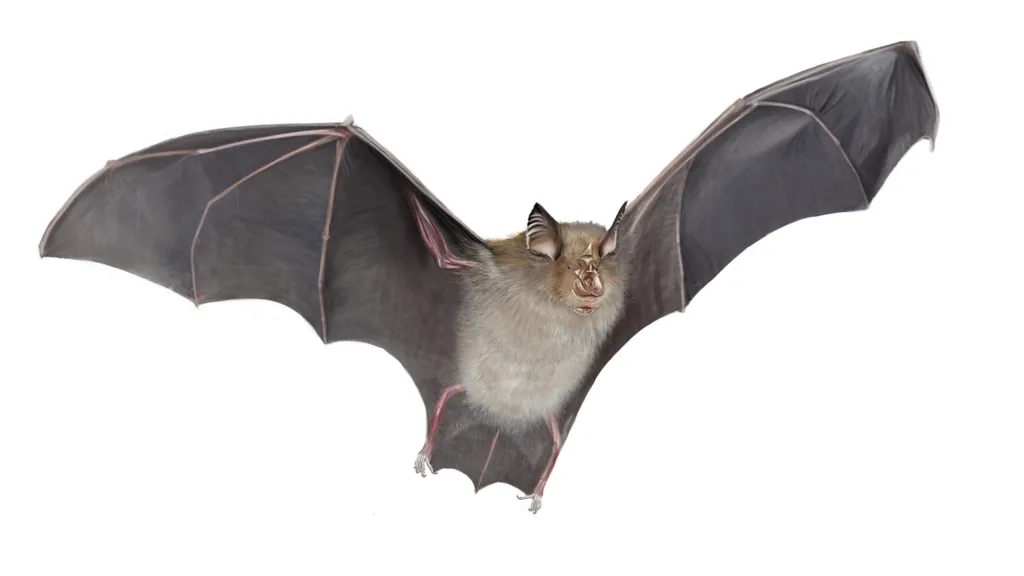 Bat