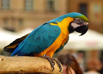 parrot outside new york city