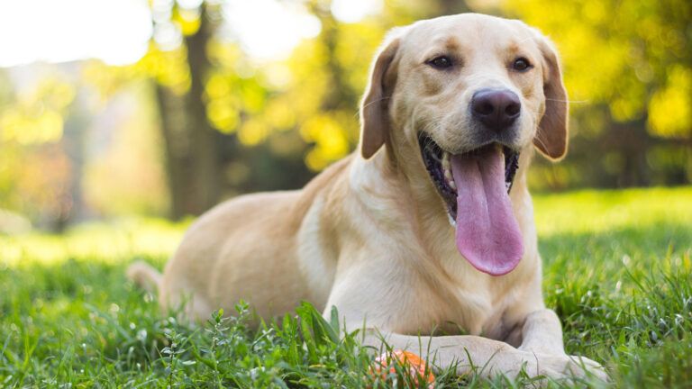 Golden Lab