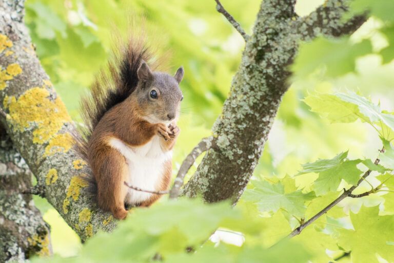 inspiring squirrels